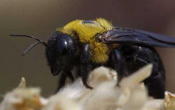 黑色土蜜蜂（土蜜蜂黑蜂多怎么处理）-第2张图片-新疆蜂业信息网