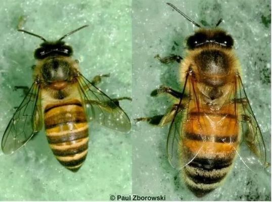 中华蜜蜂和意蜂打架（中华蜜蜂和意大利蜂的区别特点）-第2张图片-新疆蜂业信息网