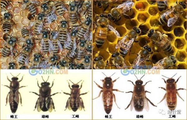 中华蜜蜂和意蜂打架（中华蜜蜂和意大利蜂的区别特点）-第3张图片-新疆蜂业信息网