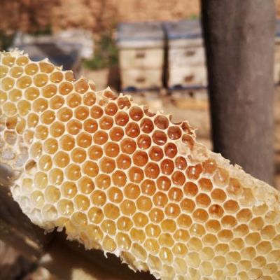 蜜蜂巢有什么作用与功效（蜜蜂蜂巢有什么用）-第1张图片-新疆蜂业信息网