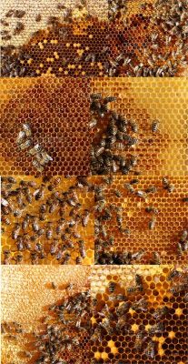 蜜蜂巢有什么作用与功效（蜜蜂蜂巢有什么用）-第3张图片-新疆蜂业信息网