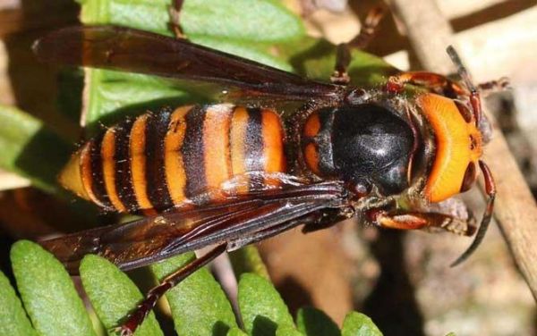 蜜蜂毒液是酸性强还是弱（毒蜂的毒液是酸性还是碱性）-第2张图片-新疆蜂业信息网
