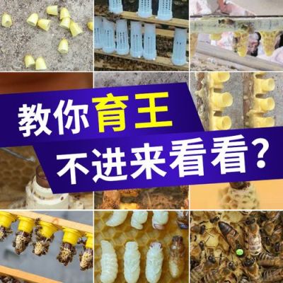 蜜蜂育王必备什么（蜜蜂育王必备什么条件）-第2张图片-新疆蜂业信息网