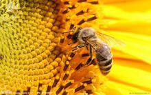 有些发黑的小蜜蜂（有点黑的蜜蜂）-第2张图片-新疆蜂业信息网