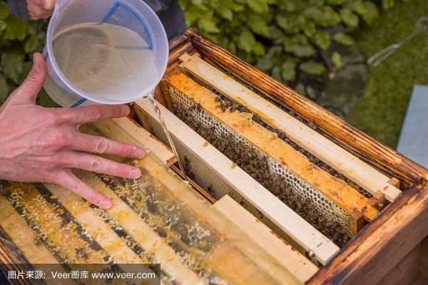 冬季蜜蜂喂蜜水的正确方法（冬天怎么给蜜蜂喂糖水）-第1张图片-新疆蜂业信息网