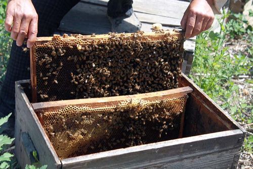 冬季蜜蜂喂蜜水的正确方法（冬天怎么给蜜蜂喂糖水）-第3张图片-新疆蜂业信息网