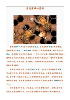 关于蜜蜂知识的资料（关于蜜蜂的知识写下来）-第1张图片-新疆蜂业信息网