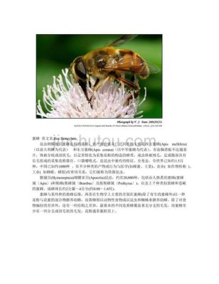 关于蜜蜂知识的资料（关于蜜蜂的知识写下来）-第3张图片-新疆蜂业信息网