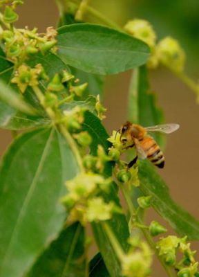 蜜蜂多久出新蜂（蜜蜂几天出新蜂）-第1张图片-新疆蜂业信息网