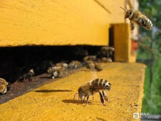 蜜蜂多久出新蜂（蜜蜂几天出新蜂）-第2张图片-新疆蜂业信息网