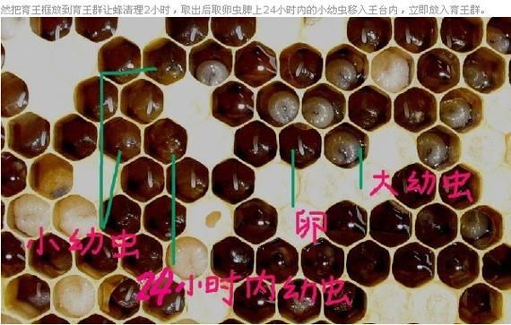 蜜蜂哺育幼虫需要划分吗（蜜蜂幼虫以什么为食）-第3张图片-新疆蜂业信息网