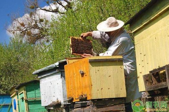怎样管理蜜蜂（养蜜蜂日常如何管理）-第1张图片-新疆蜂业信息网