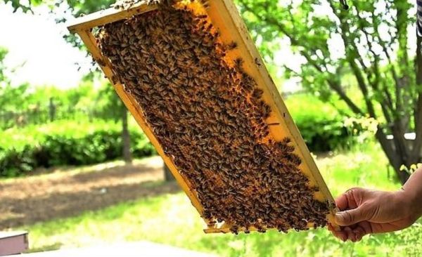 怎样管理蜜蜂（养蜜蜂日常如何管理）-第2张图片-新疆蜂业信息网