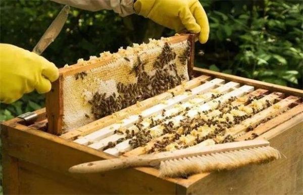 怎样管理蜜蜂（养蜜蜂日常如何管理）-第3张图片-新疆蜂业信息网