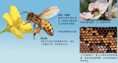 蜜蜂有几种能产蜜（蜜蜂都产蜜吗）-第1张图片-新疆蜂业信息网