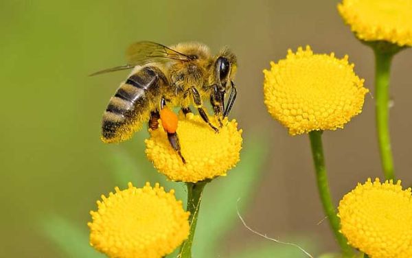 蜜蜂有几种能产蜜（蜜蜂都产蜜吗）-第2张图片-新疆蜂业信息网