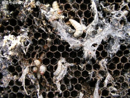 蜜蜂身上有蜂蜜怎么处理（蜜蜂身上有小虫子是什么）-第1张图片-新疆蜂业信息网
