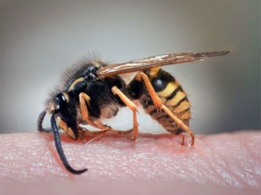 蜜蜂对身体好吗（蜜蜂对人有害吗）-第3张图片-新疆蜂业信息网
