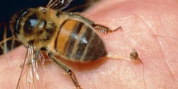 蜜蜂对身体好吗（蜜蜂对人有害吗）-第2张图片-新疆蜂业信息网