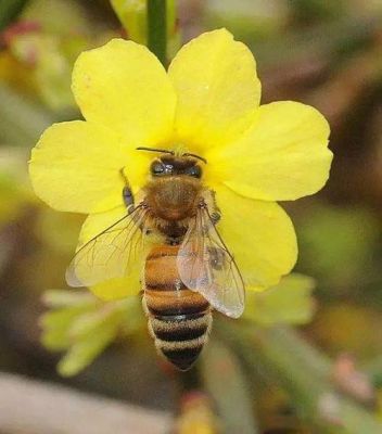 蜜蜂在那里采蜜（蜜蜂在那里采蜜视频）-第3张图片-新疆蜂业信息网