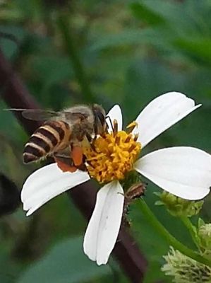 蜜蜂在那里采蜜（蜜蜂在那里采蜜视频）-第1张图片-新疆蜂业信息网