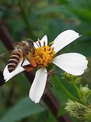 蜜蜂在那里采蜜（蜜蜂在那里采蜜视频）-第2张图片-新疆蜂业信息网
