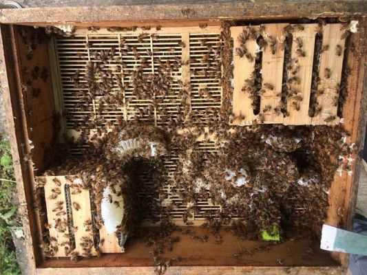 蜂箱里有死蜜蜂（蜂巢蜜里有死蜜蜂）-第3张图片-新疆蜂业信息网