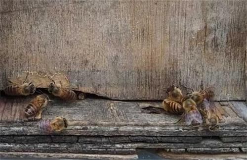 蜂箱里有死蜜蜂（蜂巢蜜里有死蜜蜂）-第2张图片-新疆蜂业信息网