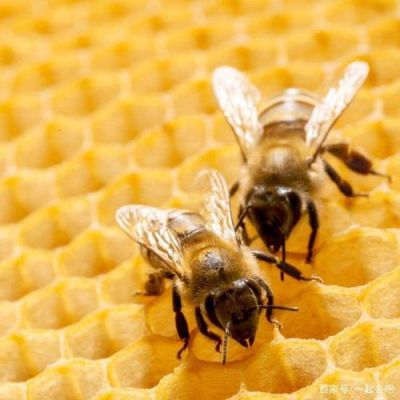 一只蜜蜂产蜂蜜吗（一只蜜蜂产蜂蜜吗为什么）-第1张图片-新疆蜂业信息网