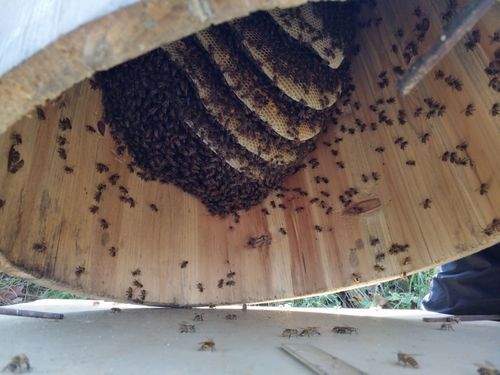 一只蜜蜂产蜂蜜吗（一只蜜蜂产蜂蜜吗为什么）-第3张图片-新疆蜂业信息网