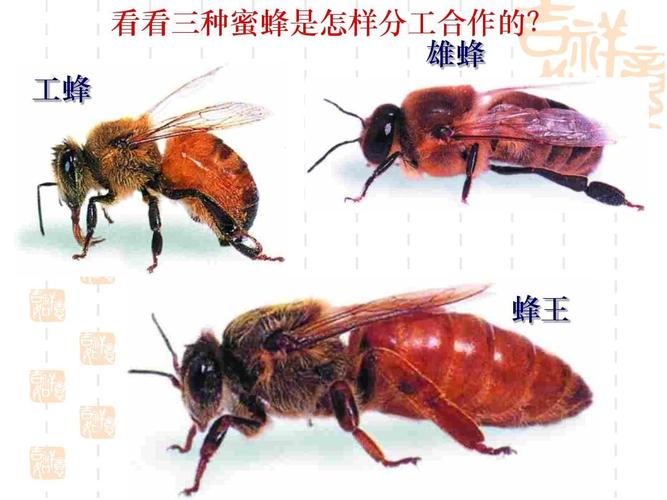 一窝蜜蜂要多少雄蜂（一窝蜜蜂有几个雄蜂）-第1张图片-新疆蜂业信息网
