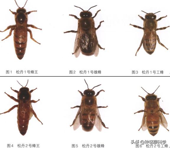 一窝蜜蜂要多少雄蜂（一窝蜜蜂有几个雄蜂）-第3张图片-新疆蜂业信息网