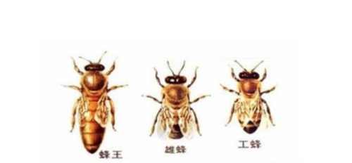 一窝蜜蜂要多少雄蜂（一窝蜜蜂有几个雄蜂）-第2张图片-新疆蜂业信息网