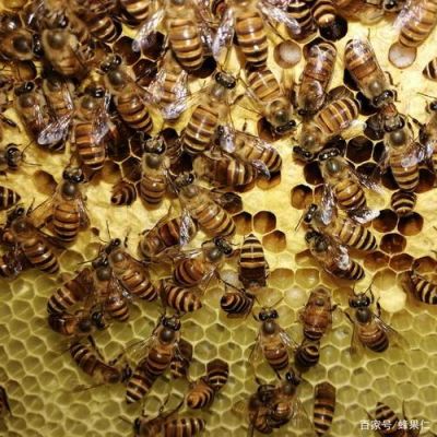 蜜蜂幼虫要喂多少天（蜜蜂幼虫期吃什么）-第3张图片-新疆蜂业信息网