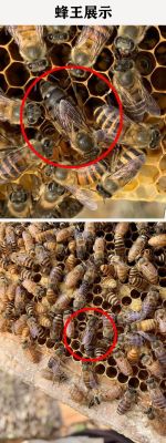 蜜蜂王出台多久产卵（蜜蜂蜂王出台到产卵几天时间）-第2张图片-新疆蜂业信息网