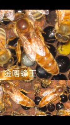 蜜蜂王出台多久产卵（蜜蜂蜂王出台到产卵几天时间）-第3张图片-新疆蜂业信息网
