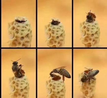 蜜蜂王出台多久产卵（蜜蜂蜂王出台到产卵几天时间）-第1张图片-新疆蜂业信息网