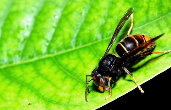 蜜蜂蜂毒多少钱一斤（蜜蜂毒的价格）-第3张图片-新疆蜂业信息网