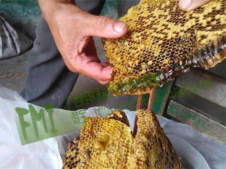蜜蜂巢能不能泡水喝（蜜蜂巢可以泡水喝吗）-第2张图片-新疆蜂业信息网