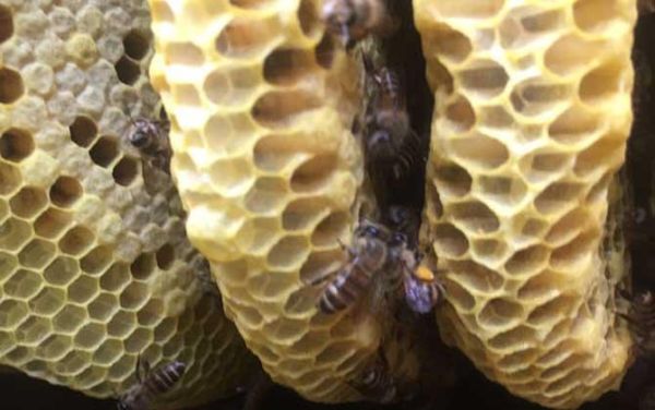 蜜蜂巢能不能泡水喝（蜜蜂巢可以泡水喝吗）-第3张图片-新疆蜂业信息网
