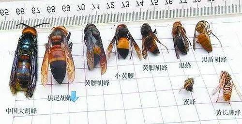 蜜蜂分种类（蜜蜂分为哪些种类）-第3张图片-新疆蜂业信息网