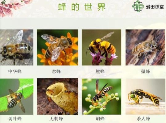 蜜蜂分种类（蜜蜂分为哪些种类）-第2张图片-新疆蜂业信息网