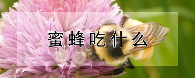 蜜蜂可以吃么（蜜蜂可以吃吗）-第1张图片-新疆蜂业信息网