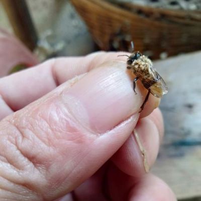 蜜蜂虫怎么怎么保存（蜂虫如何保存）-第3张图片-新疆蜂业信息网