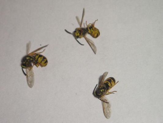 蜜蜂虫怎么怎么保存（蜂虫如何保存）-第2张图片-新疆蜂业信息网