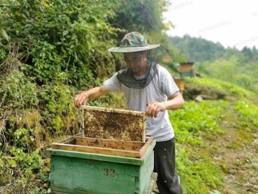养中华蜜蜂的人（养中华蜜蜂的人多吗）-第3张图片-新疆蜂业信息网