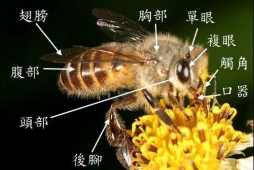 蜜蜂的有几种方法（蜜蜂的绝招是什么）-第2张图片-新疆蜂业信息网
