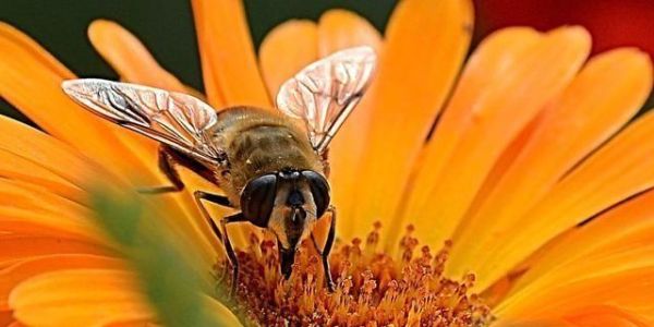 蜜蜂的有几种方法（蜜蜂的绝招是什么）-第3张图片-新疆蜂业信息网