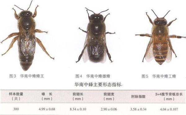 中华蜜蜂种类图解（中华蜜蜂种类图解大全）-第1张图片-新疆蜂业信息网