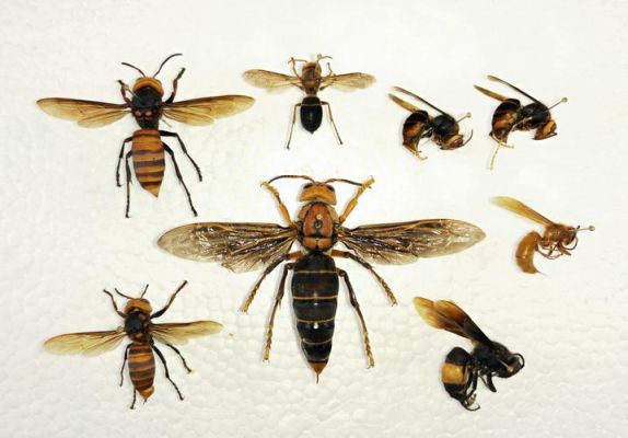 中华蜜蜂种类图解（中华蜜蜂种类图解大全）-第2张图片-新疆蜂业信息网